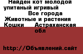 Найден кот,молодой упитаный игривый 12.03.2017 - Все города Животные и растения » Кошки   . Астраханская обл.